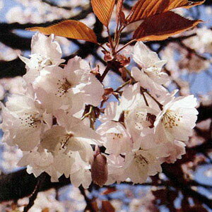 Ԗ ؂̕c/[25N12㒆{\]F㏗i^Ijږؕc4`5|bg