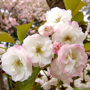 Ԗ ؂̕c/[25N12㒆{\]F ږؕc5|bg