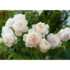 �o���̕c/[26�N1�������{�\��]�C���O���b�V�����[�Y �f�r�b�h�E�I�[�X�`���E���[�W�Y�F�E�H���g���E�I�[���h�E�z�[����c6L�p���A��