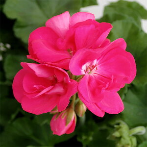 Ԃ̕c/[26N1{\][jEFNIeB@VbLOsN5A