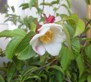 Ԗ ؂̕c/[25N11{\]iccoLiĒցEVjF閾OisNj6|bg