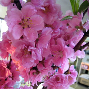 Ԗ ؂̕c/[25N12㒆{\]ԓFiO`jsN4`5|bg