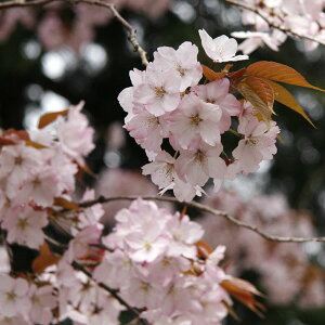 Ԗ ؂̕c/[25N12㒆{\]F䉮(Z_C)ږؕc5|bg