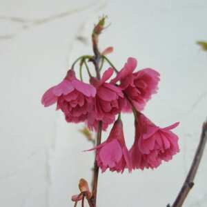 Ԗ ؂̕c/[25N12㒆{\]FdiGJqjږؕc4`5|bg