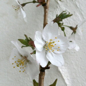 Ԗ ؂̕c/[25N12㒆{\]FOg(ToK)~ږؕc4-5|bg