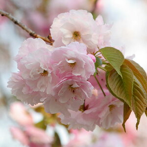 Ԗ ؂̕c/[25N12㒆{\]FtiC`Ejږؕc4`5|bg