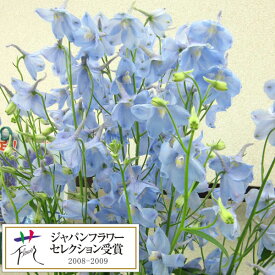 楽天市場 デルフィニウム 苗 ガーデニング 農業 花 ガーデン Diy の通販 楽天市場 デルフィニウム 苗 ガーデニング 農業 花 ガーデン Diy の通販