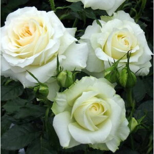 o̕c/[26N1{\]lG璆փoFCObVACYc6pA