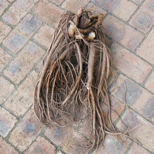 ؂̕c/[26N1{\]_Ƃ񂪍REhi}EhERƊjf@芔 ̂܂ܑ劔