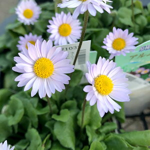 Ԃ̕c/[25N12㒆{\]f[W[FA̋3-3.5|bg