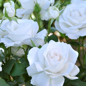 o̕c/[26N1{\]hFAivic6pA