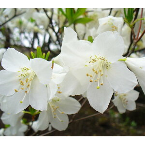 Ԗ ؂̕c/[25N10{\]ccWFSEccWiVVIj20`30cm