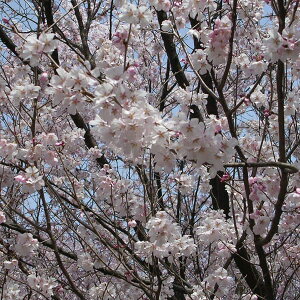 Ԗ ؂̕c/[25N12㒆{\]Fފ݁iRqKjږؕc4`5|bg