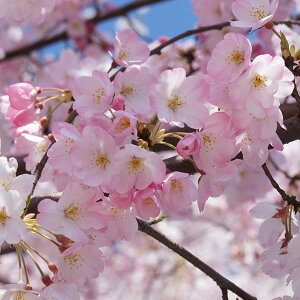 Ԗ ؂̕c/[25N12㒆{\]F_㏌iW_CAP{mjږؕc4`5|bg