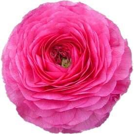 草花の苗/[25年12月上中旬予約]ラナンキュラス：小春びより：ローズ　3.5号ポット