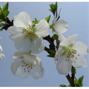 Ԗ ؂̕c/[25N12㒆{\]FxmitWUNj4`5|bg