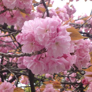 Ԗ ؂̕c/[25N12㒆{\]F֎RiZL}EJUjږؕc4`5|bg