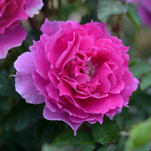 �o���̕c/[26�N1�������{�\��]���T�E�I���G���e�B�X�F�V�F�G���U�[�h��c6���p���A��