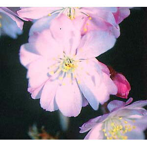 Ԗ ؂̕c/[25N12㒆{\]FZފݍږؕc4`5|bg