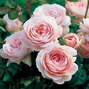 �o���̕c/[26�N1�������{�\��]�C���O���b�V�����[�Y �f�r�b�h�E�I�[�X�`���E���[�W�Y�F�N�B�[���E�I�u�E�X�E�F�[�f����c6L�p���A��