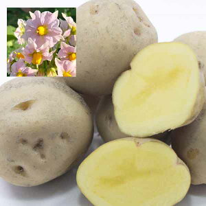 ؂̕c/[26N1{\]WKC̎킢FL^AJ1kg