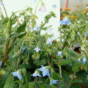 Ԃ̕c/[25N11{\]{WFN[sO{W3-3.5|bg