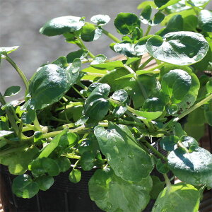 ؂̕c/[25N11{\]v^[N\Ji₪j3|bg