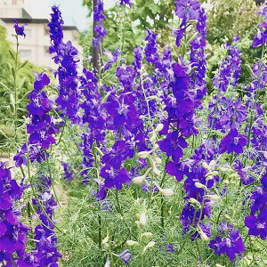 Ԃ̕c/[25N11{\]`h\Ei璹E[NXp[jFfB[vu[iNo1j3|bg