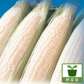 野菜の苗/[26年4月下旬予約]とうもろこし：ピュアホワイト3号ポット3室セパレート苗1ポット（1ポット3株入り）