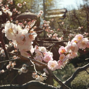 Ԗ ؂̕c/[25N12㒆{\]niEiԔ~jFv̂܂ ږؕc4`5|bg