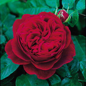 �o���̕c/[26�N1�������{�\��]�C���O���b�V�����[�Y �f�r�b�h�E�I�[�X�`���E���[�W�Y�FL.D.�u���X�E�F�C�g��c6L�p���A��