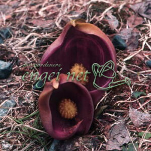 R쑐̕c/[25N11{\]U[\EiTj4.5|bg