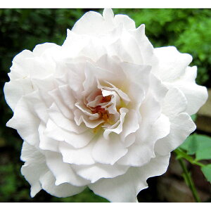 o̕c/[26N1{\]lG璆փoFKuGc6pA