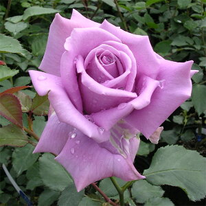 o̕c/[25N12㒆{\]nCubheB[Fiӂނ߁jc6A(o)