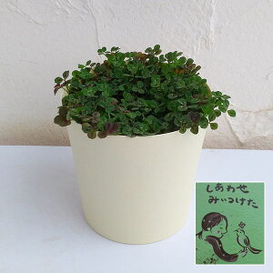 Ԃ̕c/[26N1{\]N[o[Flt̃N[o[EO[i킹 ݂j3.5|bg