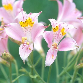 楽天市場 鉢植え アルストロメリアの通販