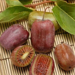 ʎ̕c/[25N12㒆{\]TiVFij4|bg