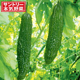 野菜の苗/[26年4月下旬予約]ゴーヤ：ごろごろゴーヤ（苦瓜・ニガウリ）自根苗3号ポット