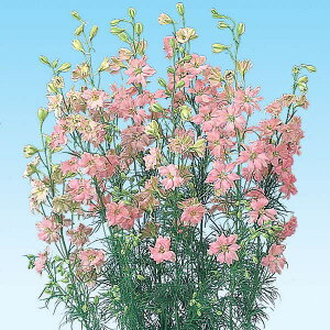 Ԃ̕c/[25N11{\]`h\Ei璹E[NXp[jFCgsNiNo4j3|bg