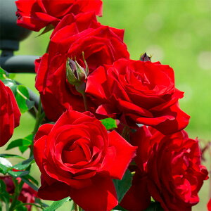 o̕c/[25N11{\]oF_uxCc