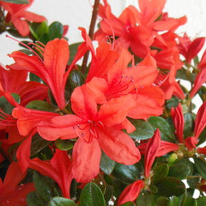 Ԗ ؂̕c/[25N10{\]ccWF{ccW܂̓|bg30`40cm