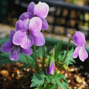 R쑐̕c/[26N1{\]X~Ft܂2.5|bg