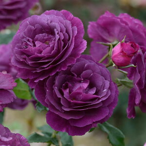 o̕c/[26N1{\]hF~Xe[Yc6pA