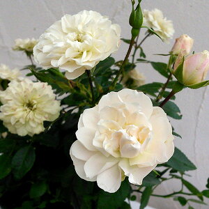 [25N11{\]~joFO[ACX5A