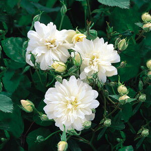 �o���̕c/[26�N1�������{�\��]�C���O���b�V�����[�Y �f�r�b�h�E�I�[�X�`���E���[�W�Y�F�X�m�[�O�[�X��c6L�p���A��