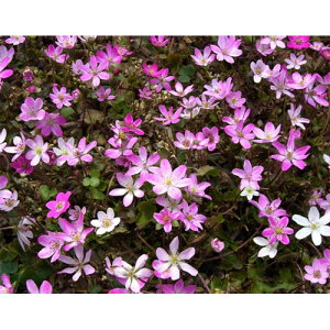 R쑐̕c/[25N11{\]ኄFn@2.5`3