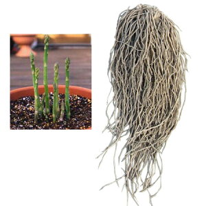 ؂̕c/[25N12㒆{\]AXpKXFΌsinjf@芔 LLTCY@X[p[W{(vdl)