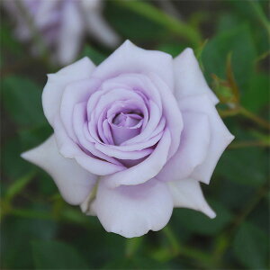 o̕c/[25N12㒆{\]~joFu[Eu[c6A