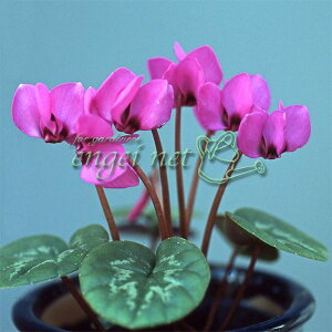 R쑐̕c/[25N11{\]VNFREԉԁiΗtnj2.5`3|bg