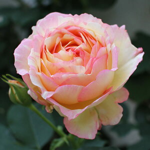 �o���̕c/[26�N1�������{�\��]�f���o�[�����[�Y�F�y�b�V���E�{���{����c6���p���A��